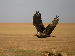Spanish imperial eagle, Aquila adalberti