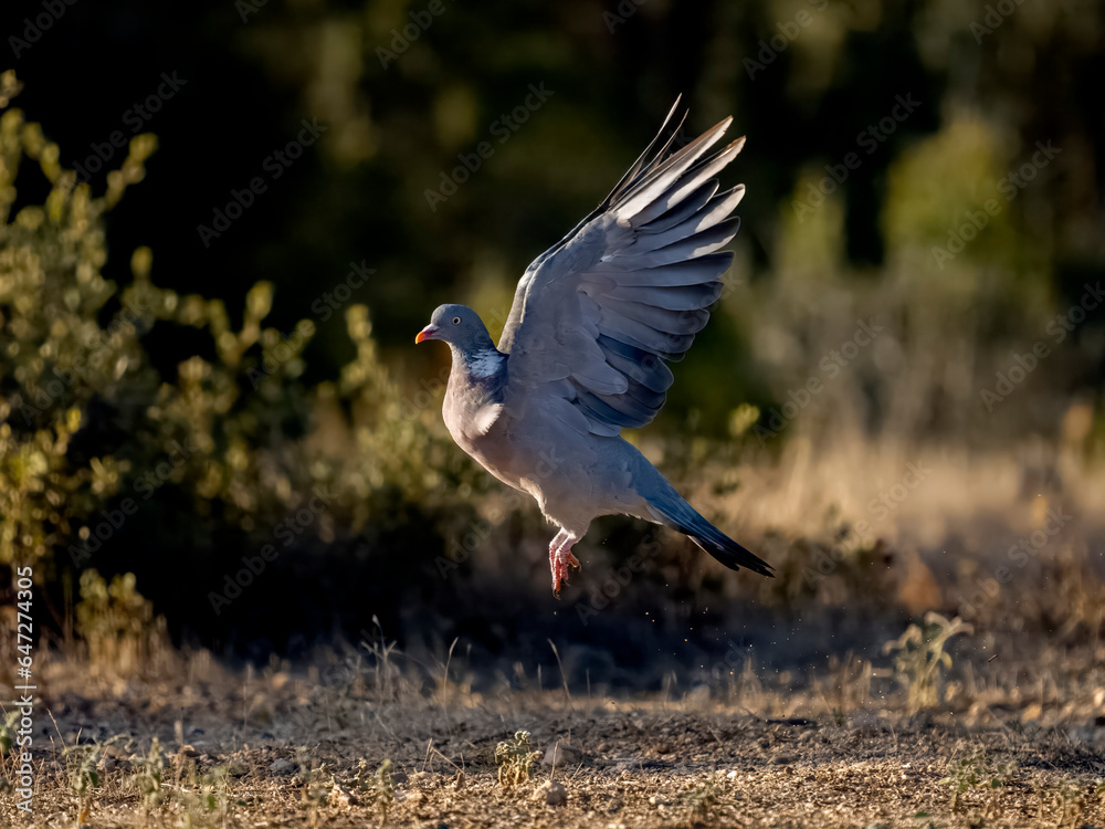 Canvas Prints Wood pigeon, Columba palumbus