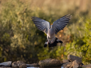 Wood pigeon, Columba palumbus