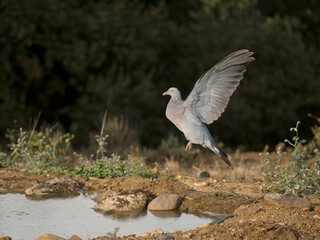Wood pigeon, Columba palumbus