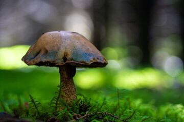 champignon,