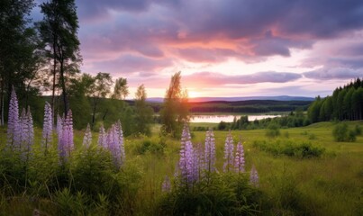 Fototapeta na wymiar Sunset or sunrise on a hill with purple wild lupines and wildflowers, birches and cloudy sky in summer, Generative AI