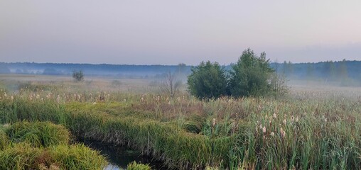 Obraz na płótnie Canvas fog in the swamp