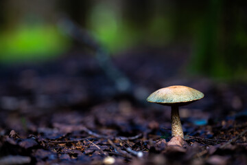 champignon,