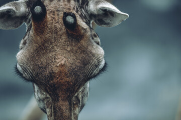 Close-up giraffe portrait, African giraffe at Naivasha.