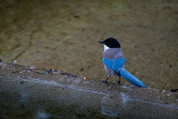 bird on a wire