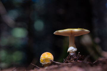 champignon foret