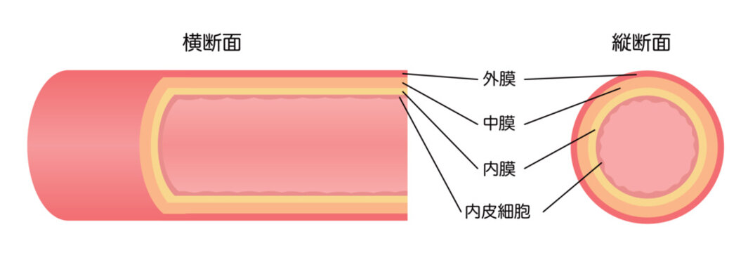正常な血管の縦断面図と横断面図のイラスト