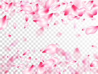 Pink cherry blossom petals isolated