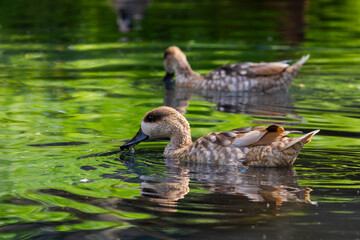 Two common mallards in the pond