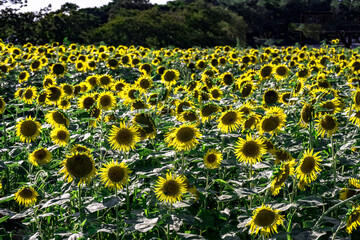 Obraz premium 長崎鼻のヒマワリ