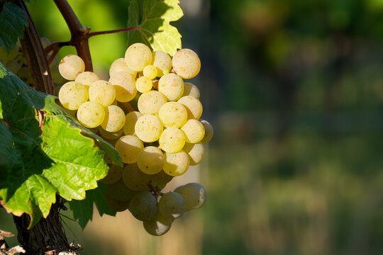bunch of white grapes close-up