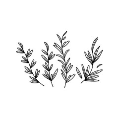 rosemary doodle icon, vector illustration isolated on white background