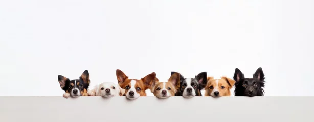 Rolgordijnen Cute different dogs peeking on isolated white backgrounds, with copy space, blank for text ads, and graphic design. © chiew