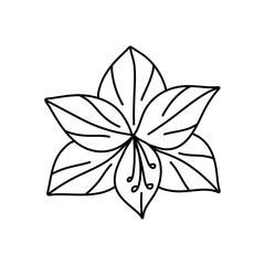Amaryllis white tropical exotic flower blossom. Isolated vector botanical illustration