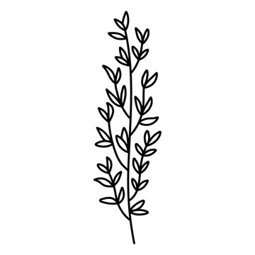 Hand drawn thyme branch with leaves, monochrome sketch style vector illustration isolated on white background