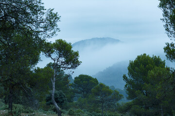 Obraz na płótnie Canvas Paisaje con niebla y nubes en el bosque de la zona forestal de San Antonio en Alcoi, España