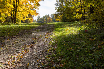 sunny autumnal footpath between woods at day.