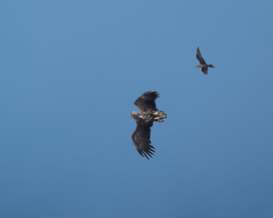 Air combat between a sea eagle and a great arctic skua defending its nest, Closeup of a great arctic skua, Å, near the southern tip of the Lofoten Islands Moskenes, Nordland, Norway