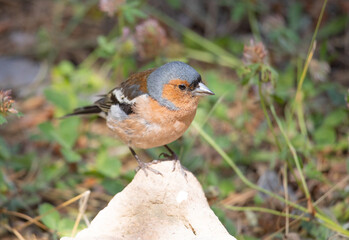 joke, jay crow, finch, tree, nature, animal, wildlife, branch, wood, wild, forest, squirrel, bird, brown, trunk, green,