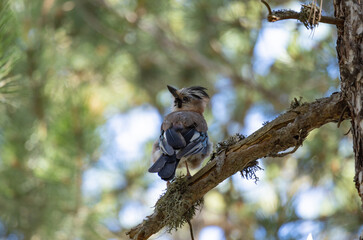 joke, jay crow, finch, tree, nature, animal, wildlife, branch, wood, wild, forest, squirrel, bird,...