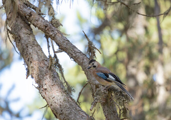 joke, jay crow, finch, tree, nature, animal, wildlife, branch, wood, wild, forest, squirrel, bird,...