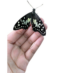 Photo of a black butterfly with white spots on a hand on a transparent background.