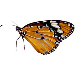 Photo of an orange butterfly with white stripes and black spots. Facing left on a transparent background