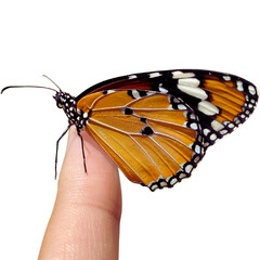 Photo of an orange butterfly with white stripes and black spots. Facing left lies on fingers on transparent background.