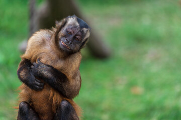 A monkey that mimics human expressions and behavior.
(tufted capuchin (Sapajus apella))(mocking expression) - Powered by Adobe