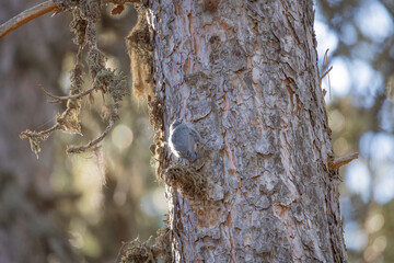 joke, jay crow, finch, tree, nature, animal, wildlife, branch, wood, wild, forest, squirrel, bird,...