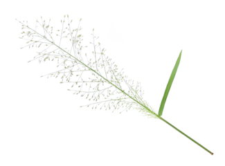 Grass flower on transparent png.