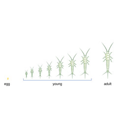 bookworm evolution and phases