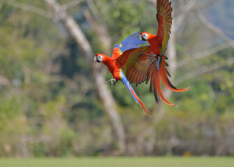 Scarlet Macaw (Ara macao) Beautiful multi-colored macaw parrot