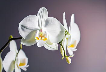 Fototapeta na wymiar White orchid flower background. Generative AI