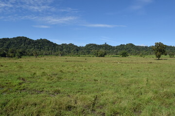 Obraz premium View of a landscape with wide grasslands and trees in the distance with a blue sky and several wild animals