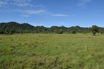 View of a landscape with wide grasslands and trees in the distance with a blue sky and several wild animals