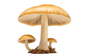 Hallimasch Mushroom in Full View Isolated on a Transparent Background PNG. Generative AI