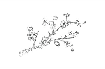 Floral Line Art, Sakura Flower Outline Illustration Set. Hand Painted Doodle Flowers. Perfect for wedding invitations, bridal shower and floral greeting cards. Black and white stencil flowers isolated