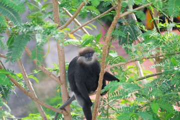 Black cute monkey sits on the branch of papaya tree