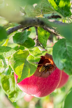 A blurry image of a hornet eating an apple on a branch on a sunny summer day.