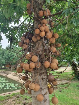 Shorea Robusta flower tree at Sri Bueng Bun Temple, Sisaket, August 5, 2023 Cannonball tree with brown fruit ( DIPTEROCARPACEAE )