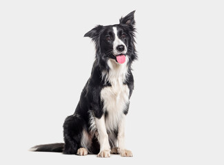 Panting young Black and white Border collie sitting and looking up, One year old, Isolated on grey