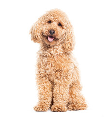 Panting Poodle looking at the camera, isolated on white