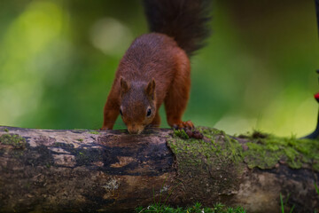 red squirrel on a log sniffing