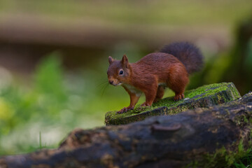 Naklejka na ściany i meble red squirrel on a log jumping