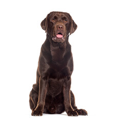 Sitting and Panting Chocolate labrador looking away, isolated on white