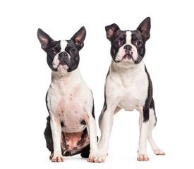 Two Boston terrier dogs together, isolated on white