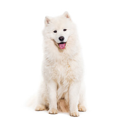 Panting Samoyed dog looking at the camera, isolated on white