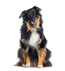 Tricolor Australian shepherd panting looking at the camera, isolated on white